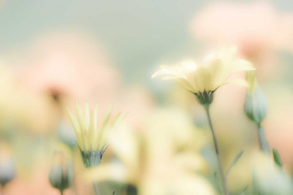 Picture of DESERT FLOWERS I