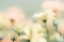 Picture of DESERT FLOWERS I