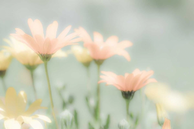 Picture of DESERT FLOWERS II