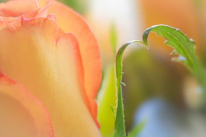 Picture of YELLOW ROSES I