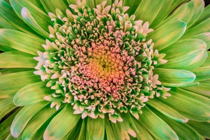 Picture of GREEN FLOWER