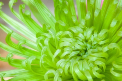 Picture of GREEN CHRYSANTHEMUM