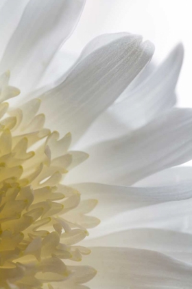 Picture of CHRYSANTHEMUM II