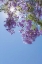 Picture of JACARANDA TREE I