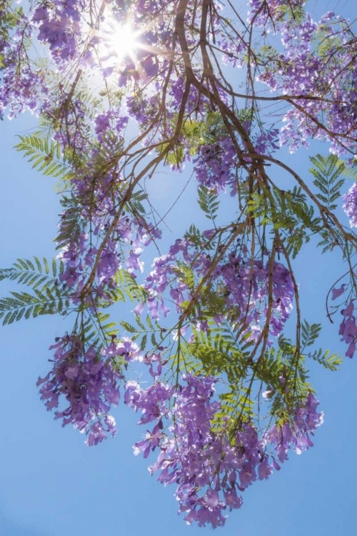 Picture of JACARANDA TREE II