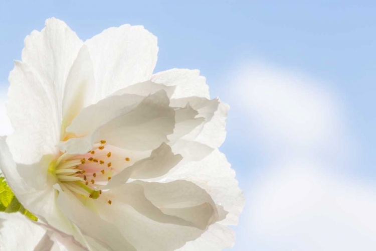 Picture of CHERRY BLOSSOMS I