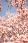 Picture of IN BLOOM IV