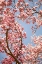 Picture of IN BLOOM V