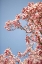 Picture of IN BLOOM VI