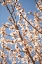 Picture of IN BLOOM VII