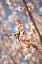 Picture of IN BLOOM VIII