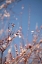 Picture of IN BLOOM IX