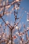 Picture of IN BLOOM X