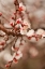 Picture of IN BLOOM XI