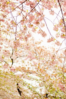 Picture of IN BLOOM XVIII