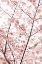 Picture of IN BLOOM XX