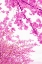 Picture of BRIGHT BLOOMS I