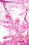 Picture of BRIGHT BLOOMS II