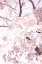 Picture of SOFT BLOOMS I