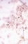 Picture of SOFT BLOOMS II