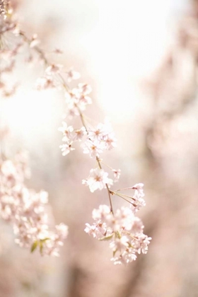Picture of SOFT BLOOMS III