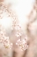 Picture of SOFT BLOOMS III