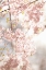Picture of SOFT BLOOMS V