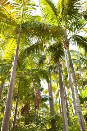 Picture of TROPICAL OASIS I
