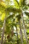 Picture of TROPICAL OASIS I