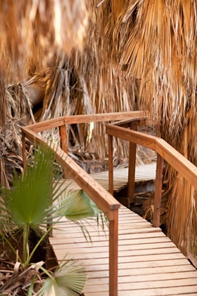 Picture of PALM PATHWAY II