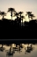 Picture of TROPICAL SILHOUETTE II
