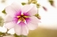 Picture of MACRO BLOOM I