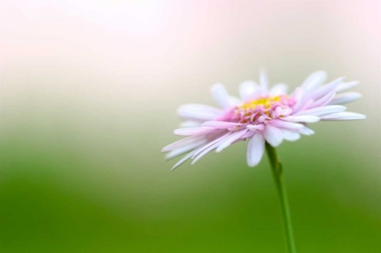 Picture of MACRO BLOOM III