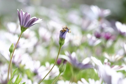 Picture of FIELD OF DAISIES I