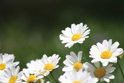Picture of FIELD OF DAISIES II