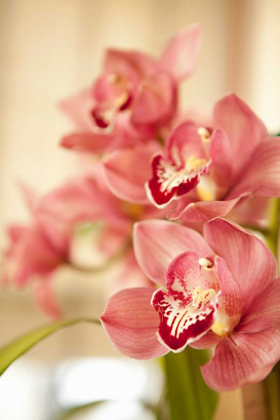 Picture of PINK ORCHID I