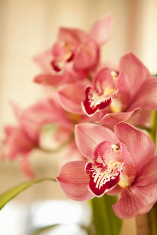 Picture of PINK ORCHID I