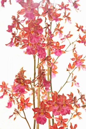 Picture of PINK ORCHID II