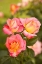 Picture of ROSE GARDEN II