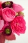 Picture of PEONY BOUQUET II