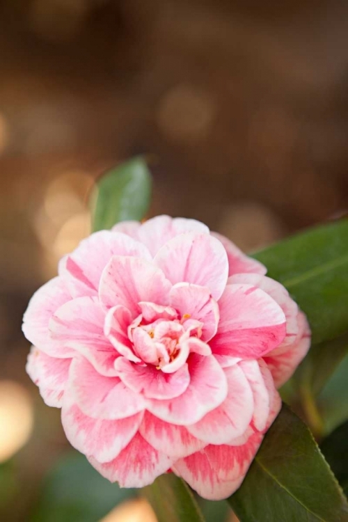 Picture of BOKEH ROSE I