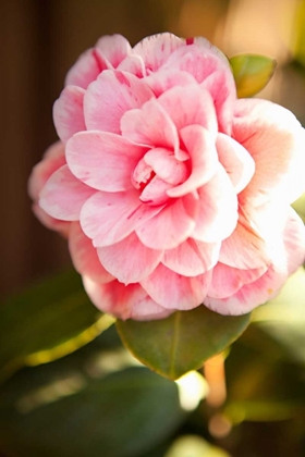 Picture of BOKEH ROSE II