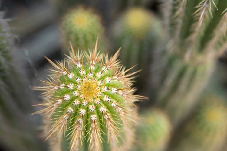 Picture of CACTUS I