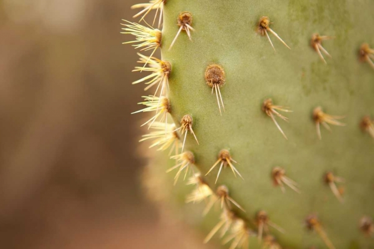 Picture of CACTUS II