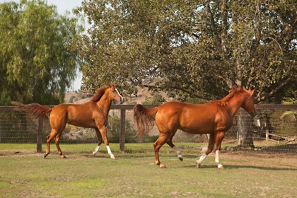 Picture of HORSE PLAY I