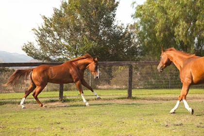 Picture of HORSE PLAY II