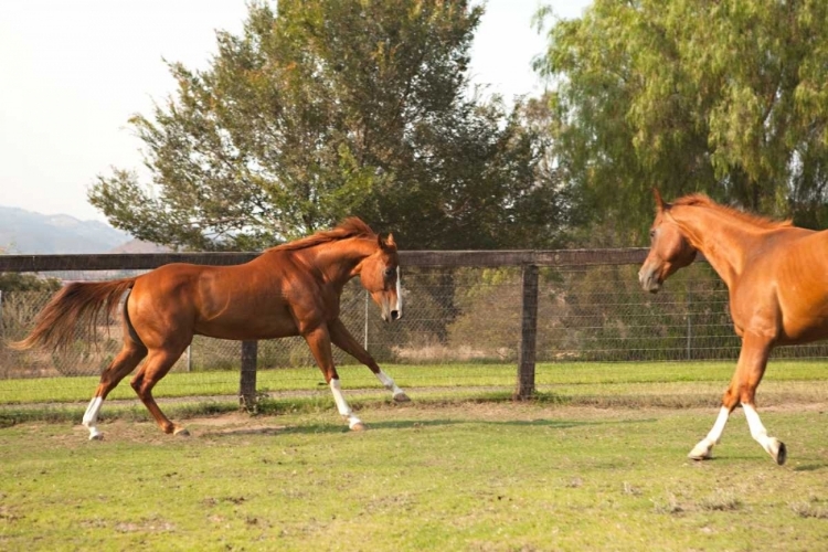 Picture of HORSE PLAY II