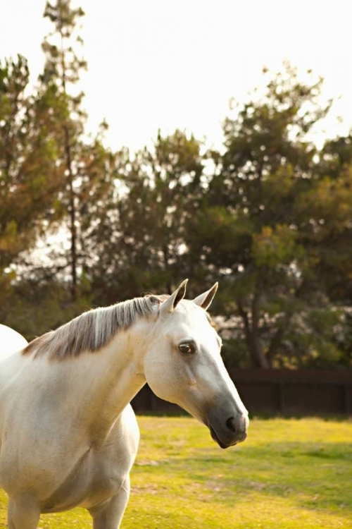 Picture of WHITE HORSE