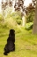 Picture of WATCH DOG