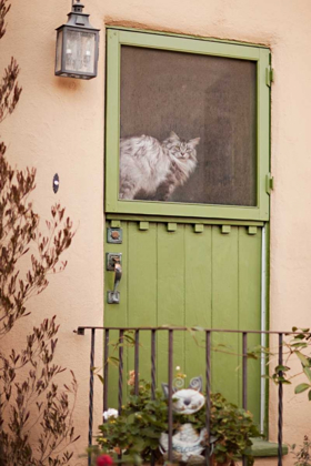Picture of KITTY IN THE WINDOW
